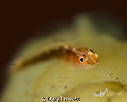 Closeup, focusing on the eye of tiny Gobie, with remainde... by Daryll Rivett 
